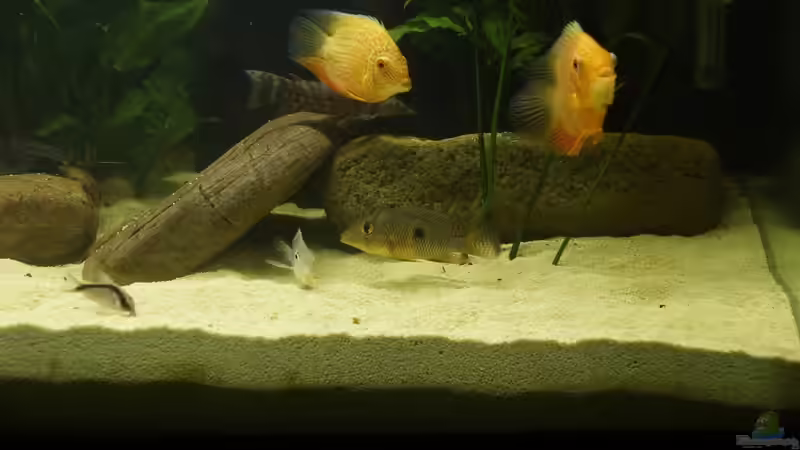 1 von Birkenzeisig (2)