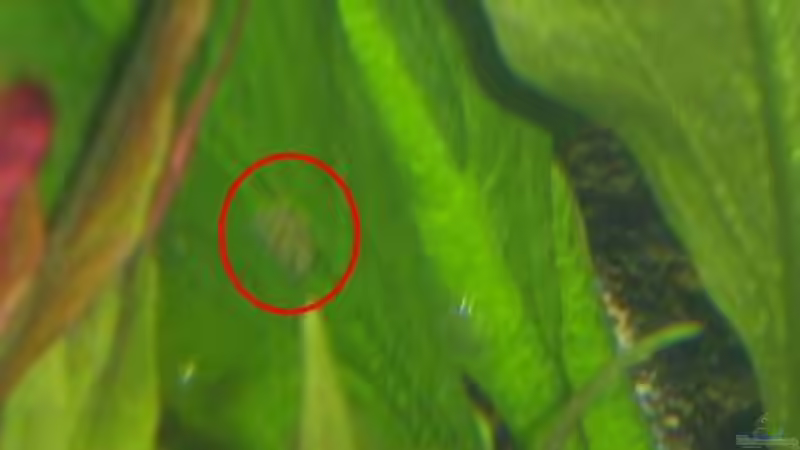 1 von ca. 9 Schneckeneierpaketen von Königscobra (12)