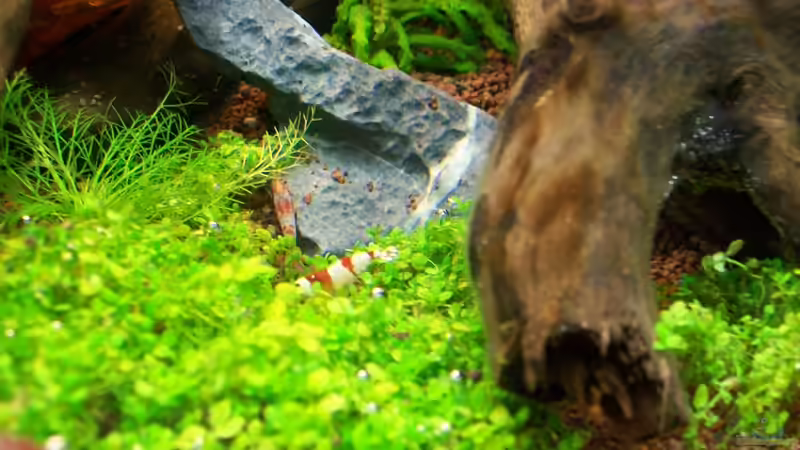 1 von den 2 Crystel red von sascha74 (16)