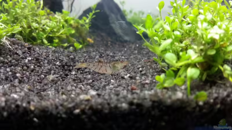 1 von den 3 Weißen Tigergarnelen von Schnegge (16)