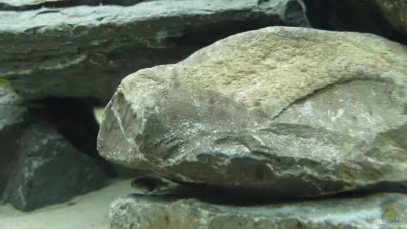 1 von mindestens 4 Pseudobabys von Zonk (9)