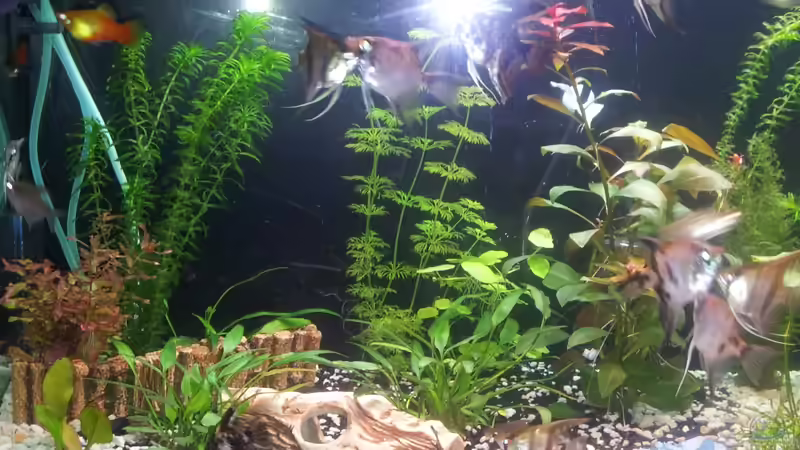 1 von Steffinchen (2)