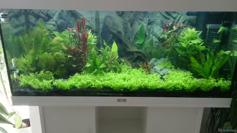 1 Woche nach dem einfahren von Franky (6)