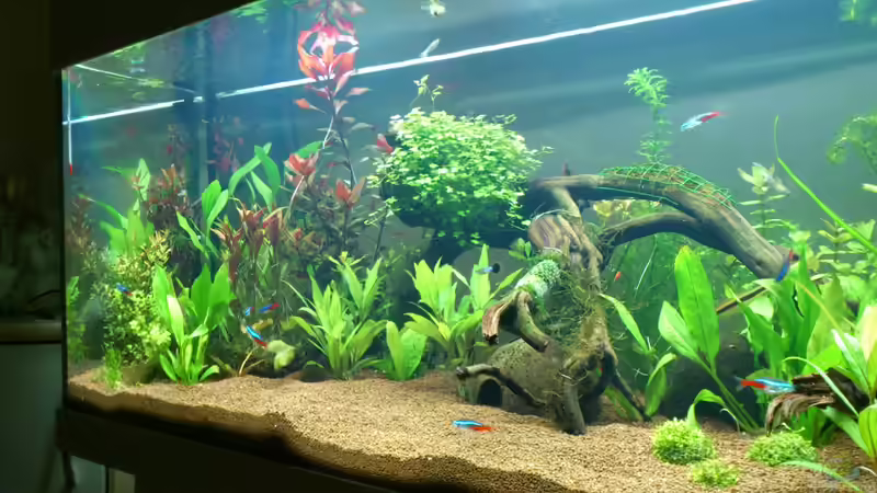 1 woche nach dem einpflanzen von &lt;---MARCO---&gt; (7)