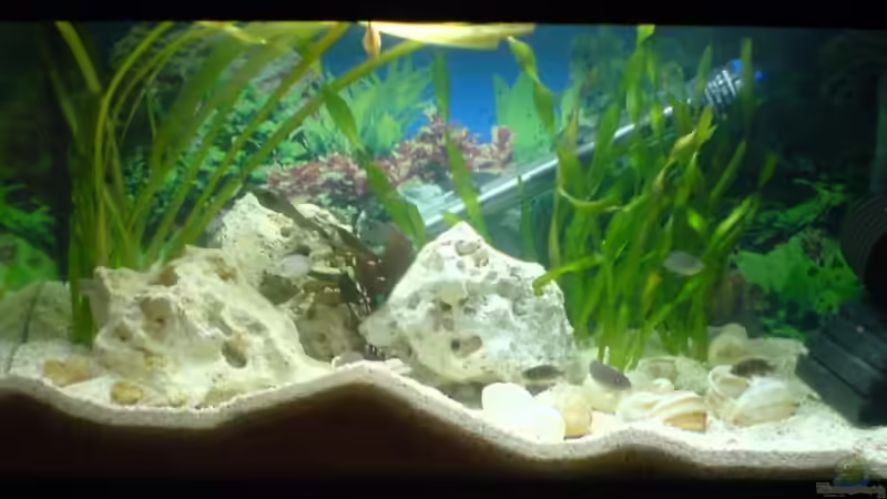 1 Woche nach dem Einsetzen (man beachte die Kiesberge) von Bastian Burger (3)