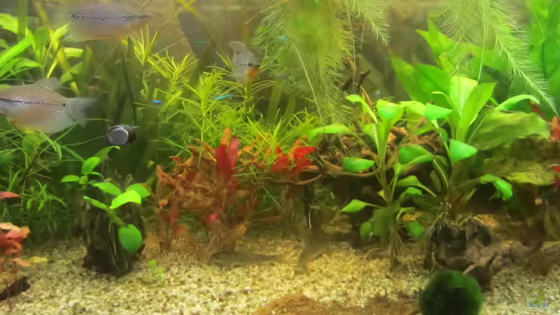 1 Woche nach Umgestaltung von Mofafi-Liebhaber (20)