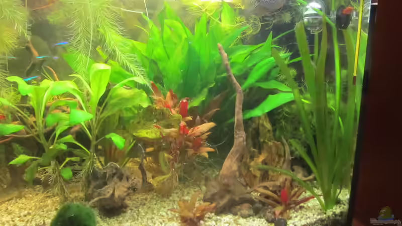 1 Woche nach Umgestaltung von Mofafi-Liebhaber (4)