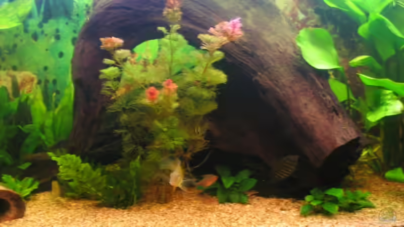 1 Wurzel Eichenholz 20 kg von Jens Schuster (3)