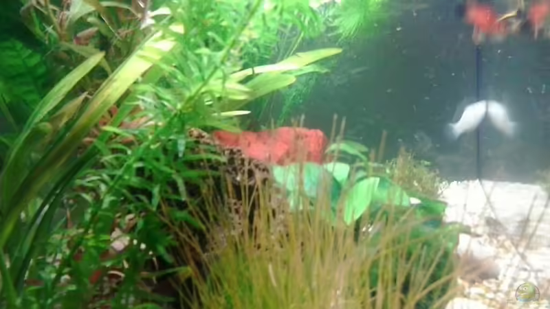 10/ 2013 von Jody Wynn (3)