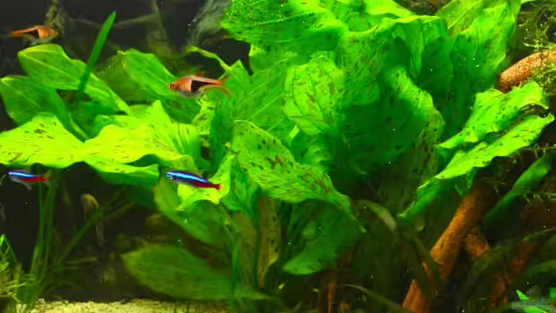 10. Echinodorus Ozelot von Daniela (15)