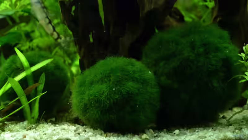 10. Mooskugeln von Daniela (13)