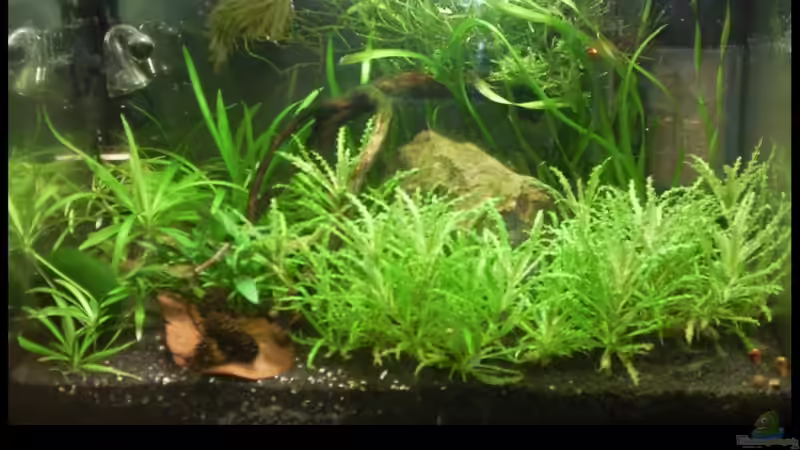 10.01.2010 von lützkopf (14)