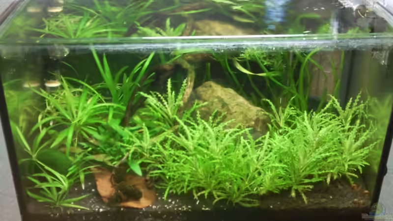 10.01.2010 von lützkopf (15)