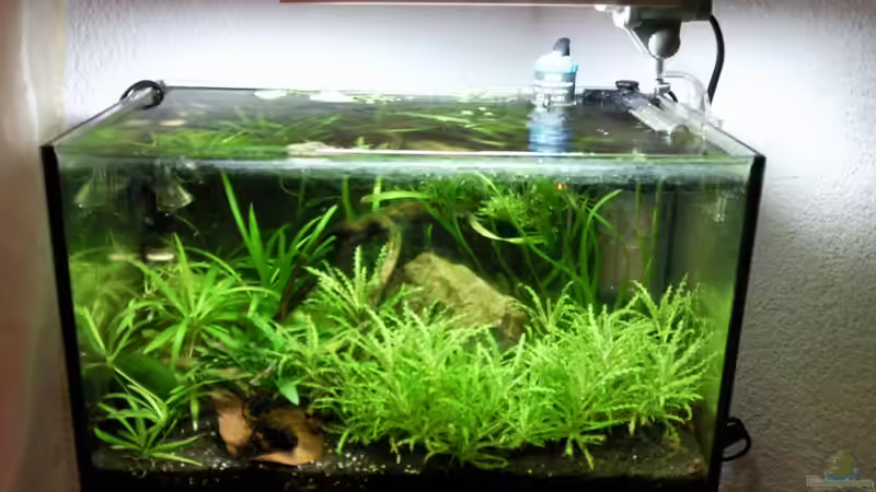 10.01.2010 von lützkopf (18)