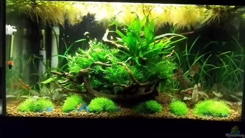 10.01.2011 Jetzt Riccia im Vordergrund von Zebraschneggla (1)