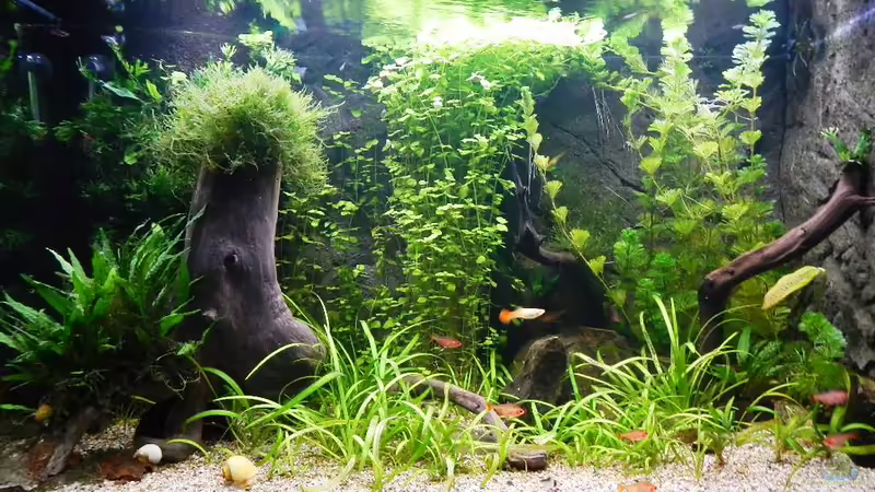 10.02.2013 von borellii (6)