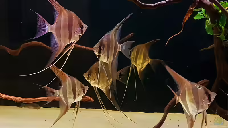 10.02.2019 von Dani B (14)