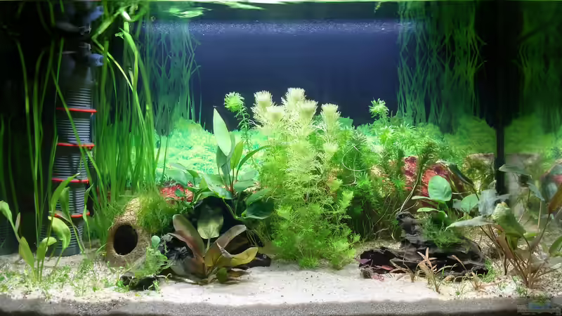 10.02.21 Die neuen Vordergrundpflanzen sind eingesetzt. von Lily (13)