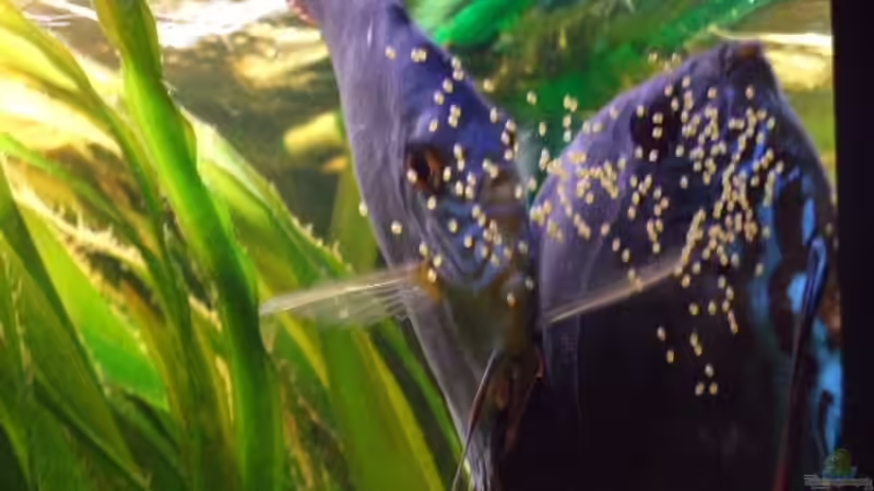 10.03.08 von Udo Müller (31)