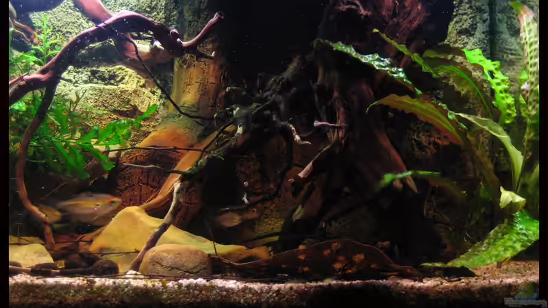 10.03.12 ´Baumstumpf´, mit neu hinzugefügter feinen Fingerwurzel zu sehen (linker von Alex S (14)