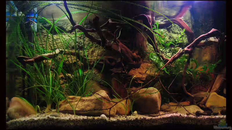 10.03.12 Linke Seite, man kann gut die inzwischen sehr langen und flutenden Blätter von Alex S (9)