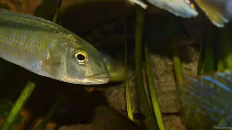 10.03.2012 von Crüxs (10)