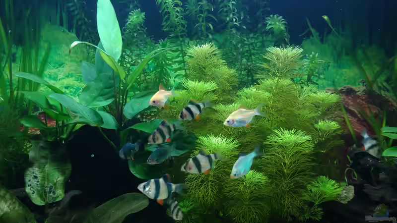 10.03.21 Die Sumatrabarben sind da. von Lily (42)