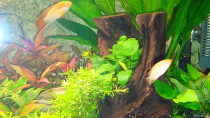 10.04.2010: Echinodorus Dschungelstar Nr.2, Anubias bateri var. nana (auf Holz), Hygrophila corymbosa - Zwerg-Kirschblatt, Althernanthera reineckii  von Goos (5)