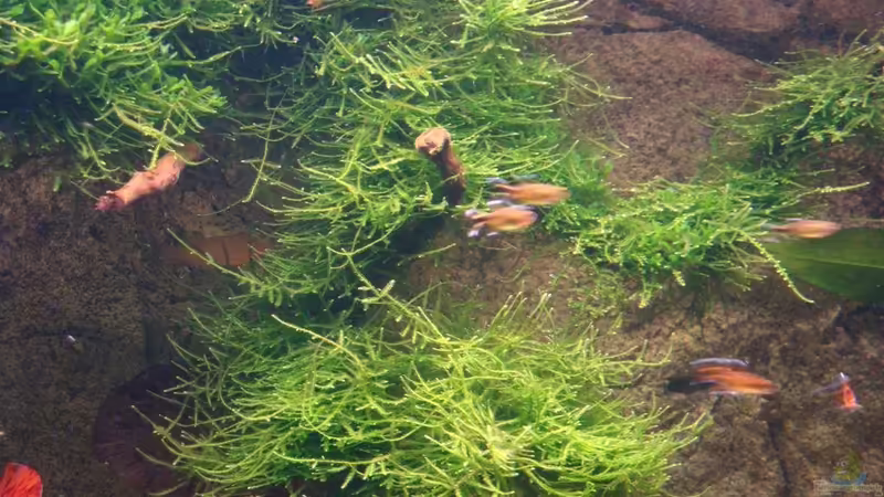 10.04.2010: Javamoss und Lebermoss (auf Wurzel), Nyphae lotus (Roter Tigerlotus) von Goos (6)