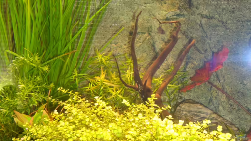 10.04.2010: Rotala rotundifolia, Rotala sp. ´Green´, Echinodorus tenellus, Microcanthemun umbrosum von Goos (10)