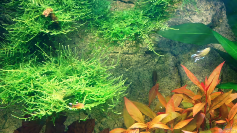 10.04.2010: Schmallblättriges Papageienblatt von Goos (8)