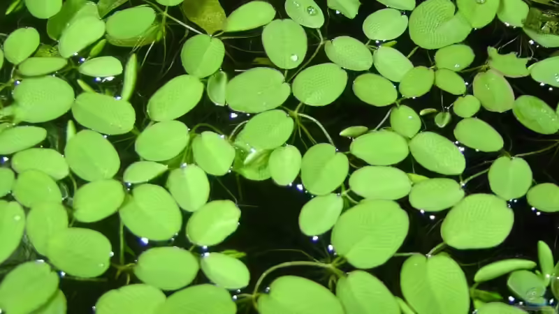 10.05.2006 Schwimmpflanzen von oben. von David Weidenbacher (16)