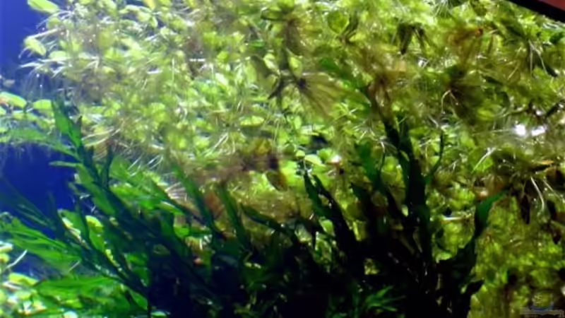 10.05.2006 Schwimmpflanzen von Unten. von David Weidenbacher (14)