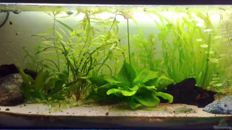 10.05.2009 von Welslau (5)