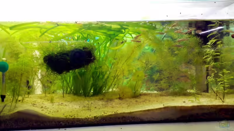 10.05.2009 von Welslau (6)