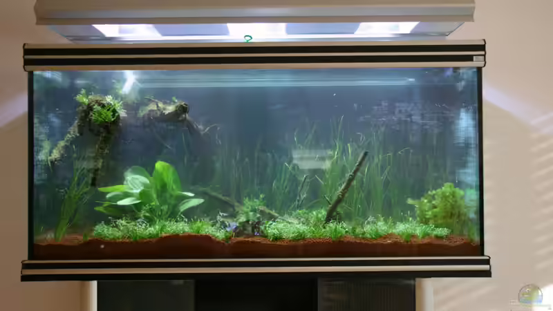 10.06.06: Becken kurz nach dem Einrichten von Alexander Grimmer (4)