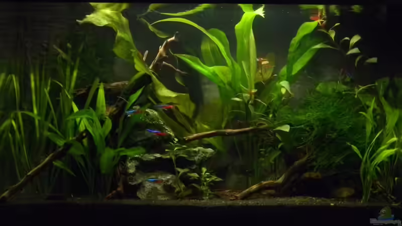 10.06.2011 von Alfur (1)