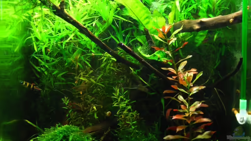 10.06.2014 von Nanu (1)