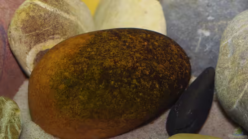 10.07. weggefressen von Nico NK (13)