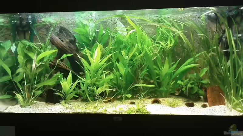 10.07.09 von Till Grote (6)