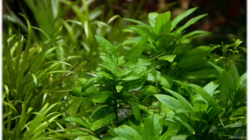 10.07.11 von Ralf64 (7)