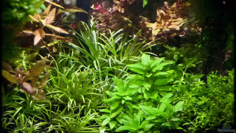 10.07.11 von Ralf64 (9)