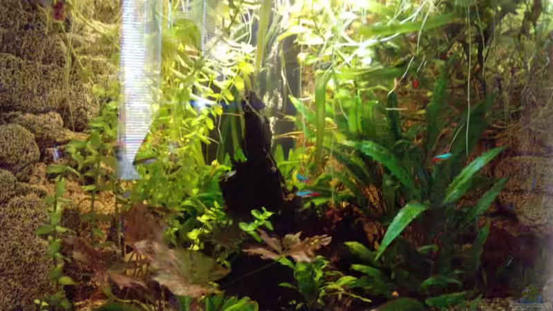 10.07.2010 von manala (8)