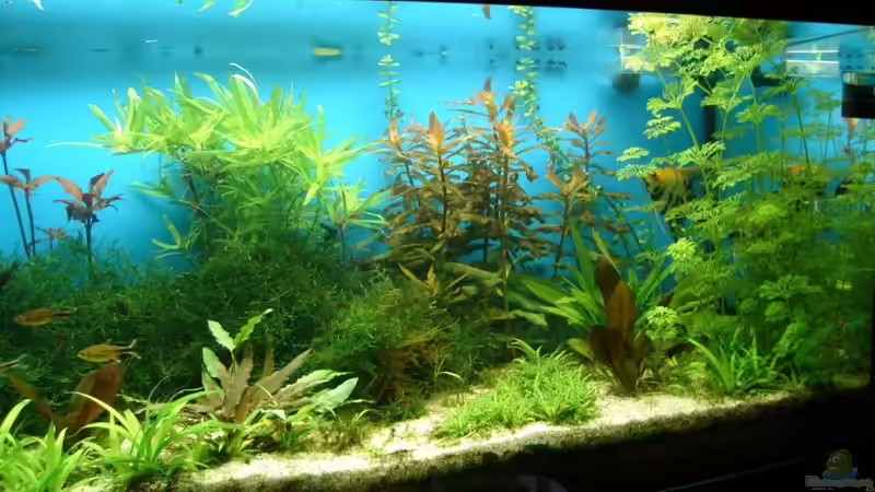 10.07.2010 von Susanne Kruse (12)