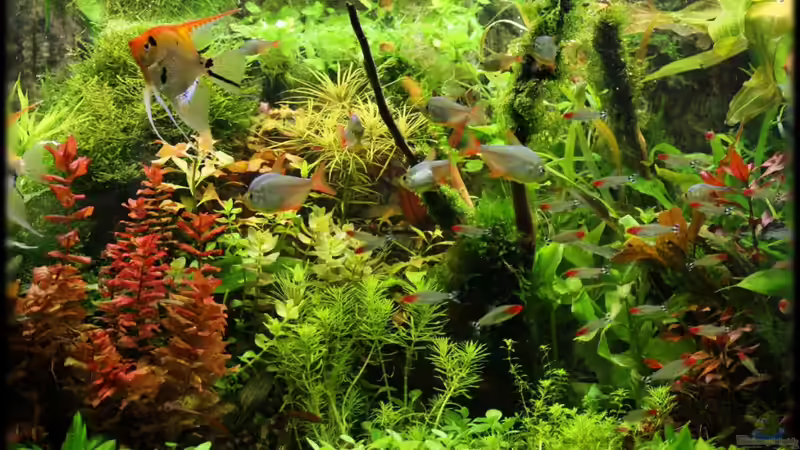 10.07.2011 von Ralf64 (12)