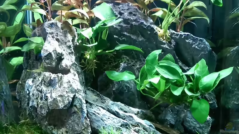 10.07.2015 von dima1969 (6)