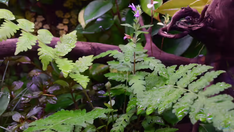 10.07.2018 von Junglist (53)