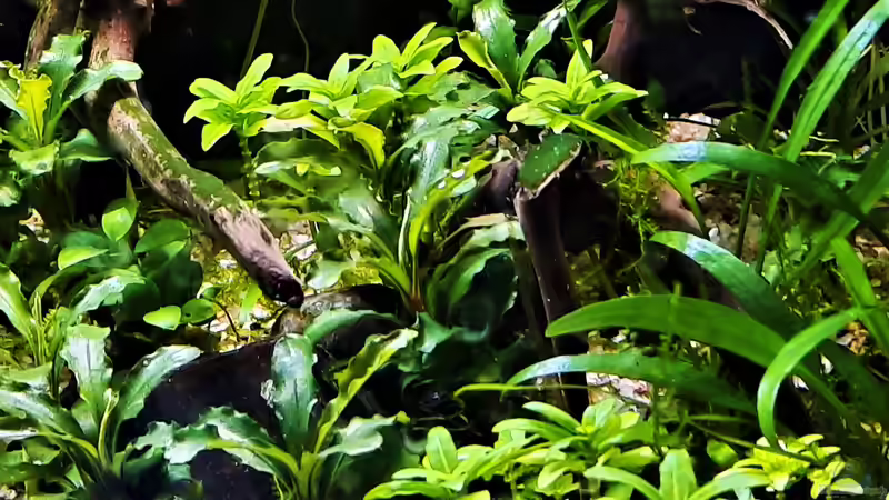 10.07.2021 von okefenokee (14)