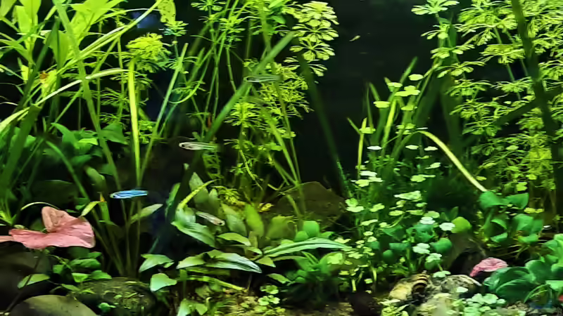 10.07.2021 von okefenokee (37)