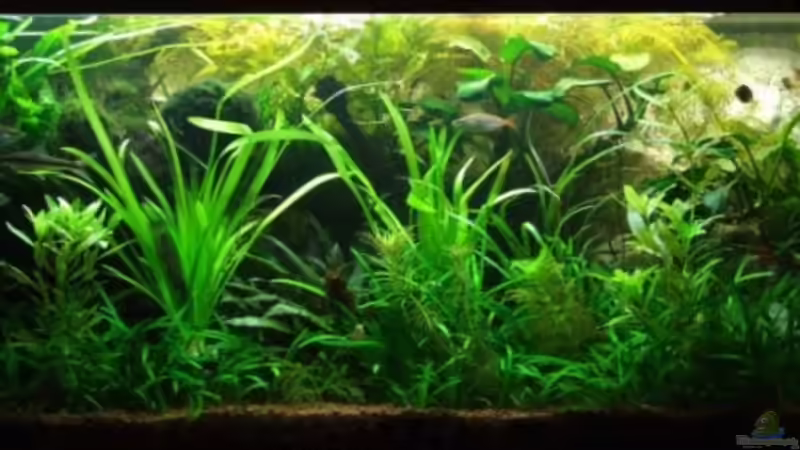 10.08.08 von Wels-fan (11)